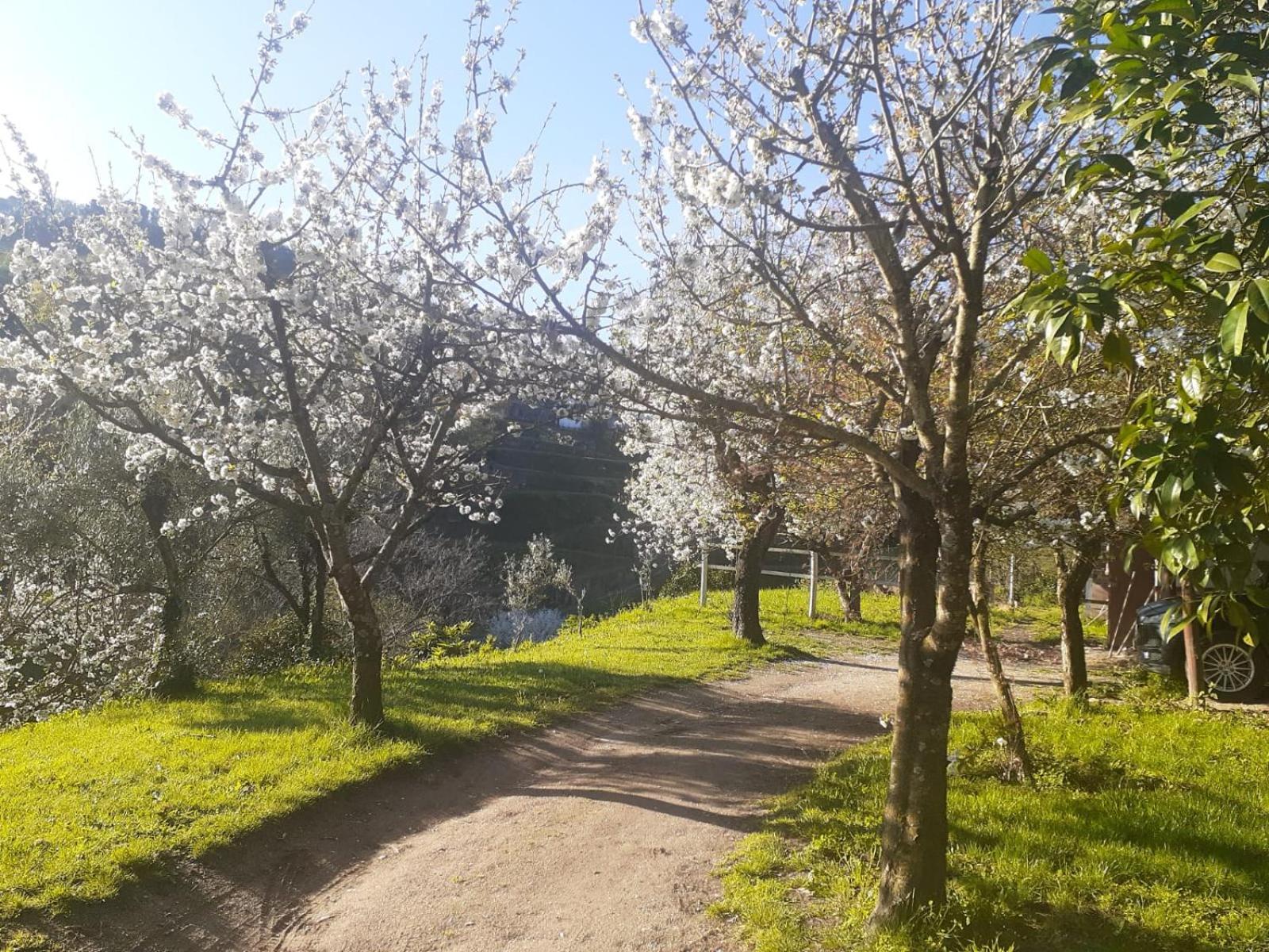 Quinta Dos Carvalhos The Wine House Farm In Center Of Lamego - Capital Of The Douro别墅 外观 照片